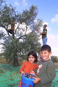 ילידם במסיק זיתים