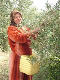 אישה במסיק זיתים