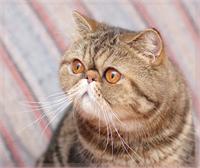 חתול אקזוטי. המונה באדיבות מועדון Cat Land Israel