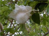 פריחת הבאובב צילום: מני גל