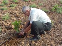 מנכ"ל משרד החקלאות מר יוסי ישי נוטע שתיל בחלקת מחקר במו"פ לכיש החדש.תמונות: מודי הרץ 