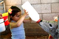 צילום רפת שלאו ניצני עוז והגמעה רפת שלאו - באדיבות רפת שלאו