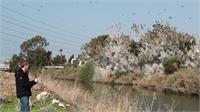 אנשי רשות נחל הקישון בעת ספירת הקורמורנים שנערכה הבוקר בקישון. צילום אלון בן מאיר, רשות נחל הקישון