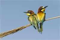 Bee-eater