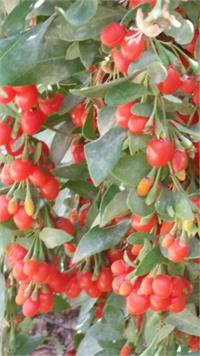 צמח הגוג'י ברי