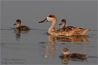 צילום: שי אגמון