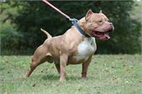 פיטבול להמחשה-תמונה- Dog Breed Profile 