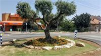 כיכרות עפולה עילית