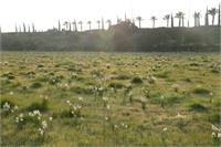 מרבד הנרקיסים בקישון. צילום: אולגה ודוב, רשות נחל הקישון