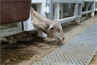 תחקיר המשלוחים החיים6 צילום - 60 דקות