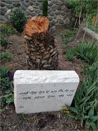 הדקל משירה של נעמי שמר נגדע באיבו צילום: דוברות מוא"ז עמק הירדן