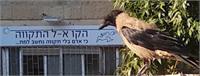 חזית המיני מוזיאון 