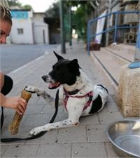 צ'אפלין עם נעמה המתנדבת צילום: יוטה 