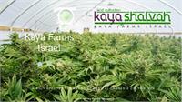 המפעל לייצור קנאביס רפואי של קאיה שלווה (Kaya Farms Israel), מתחם הקנאביס גרין נגב, ירוחם, ישראל (עיבוד תמונה של תכנון הפרויקט).