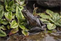 צילוםMolo Frog (Amietia wittei)  Altezza Travel