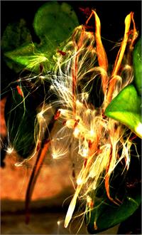 אריאל לבנון